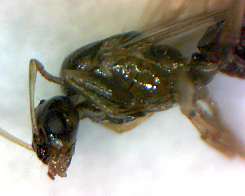 plagio_detalle toraxycabeza