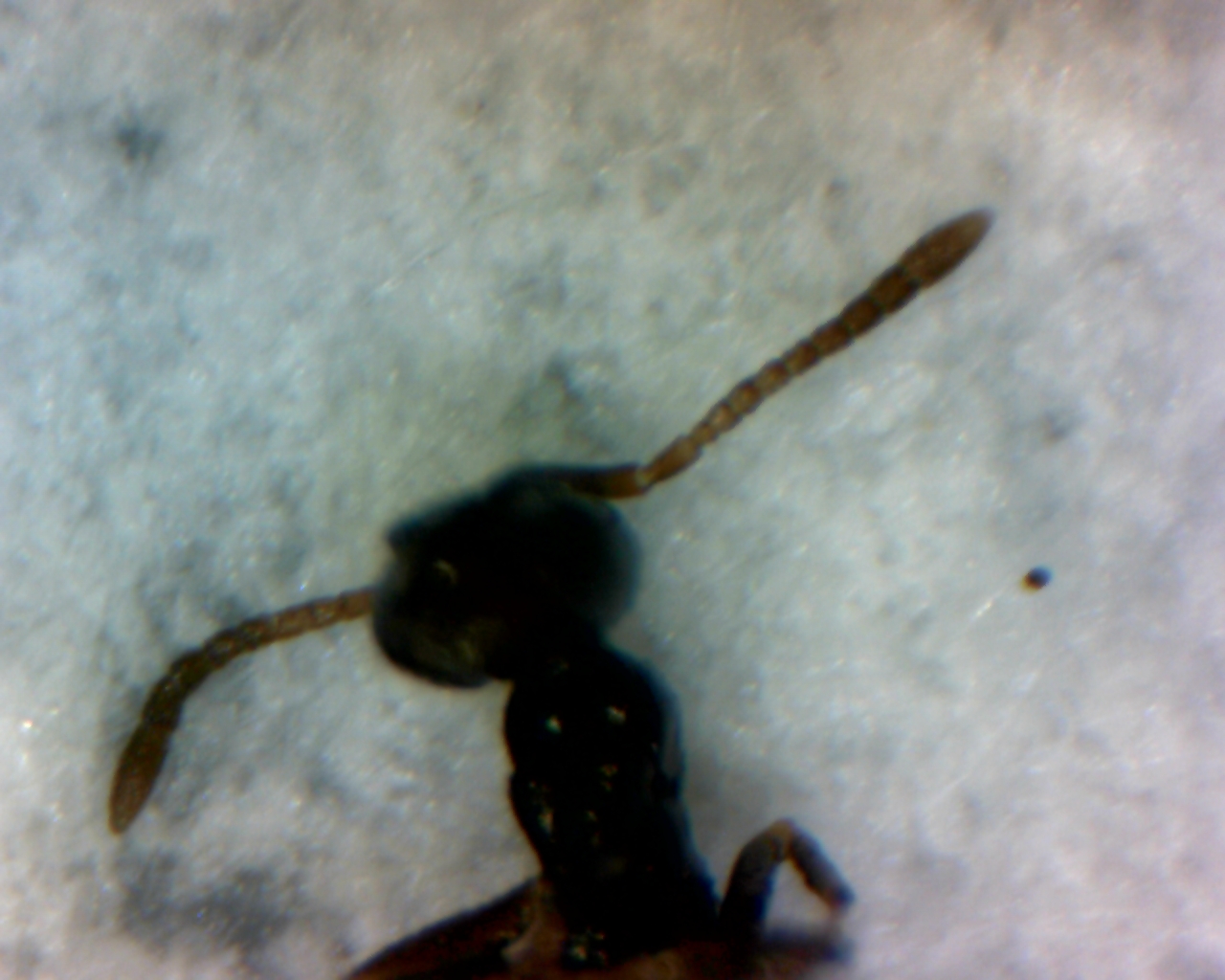 antena plagiolepsis sp