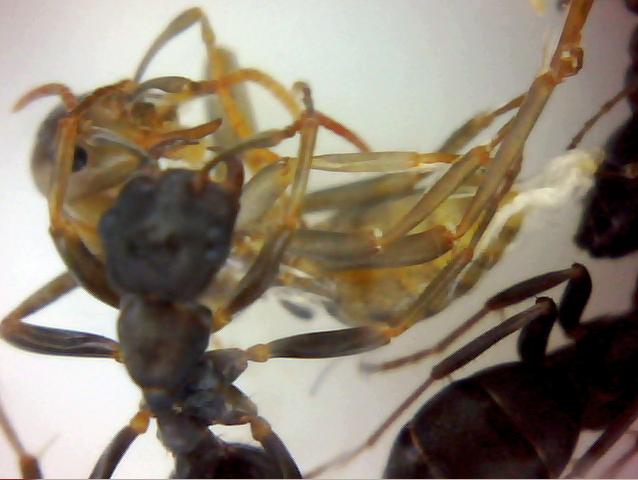1 Polyergus