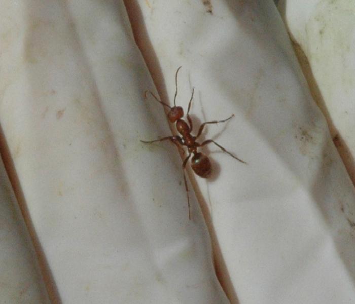 1� foto de Polyergus en el jard�n.jpg