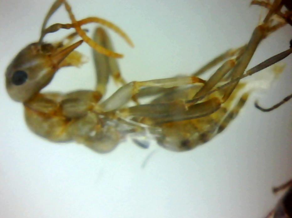 Nacimiento Polyergus