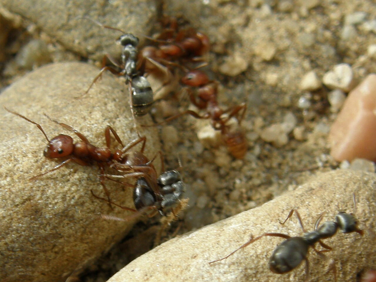 pelea entre polyergus y fuscas