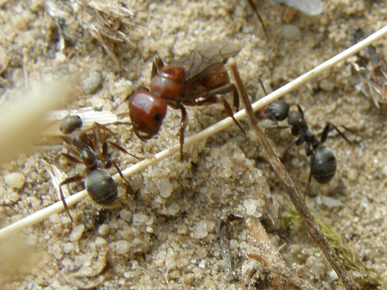 princesa de polyergus R