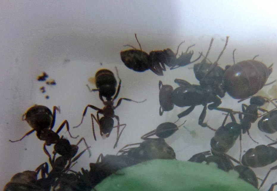 Polyergus rufescens