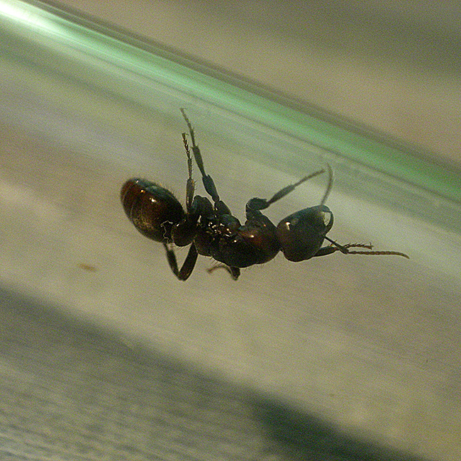 Reina polyergus 1