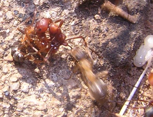 Incursi�n de Polyergus
