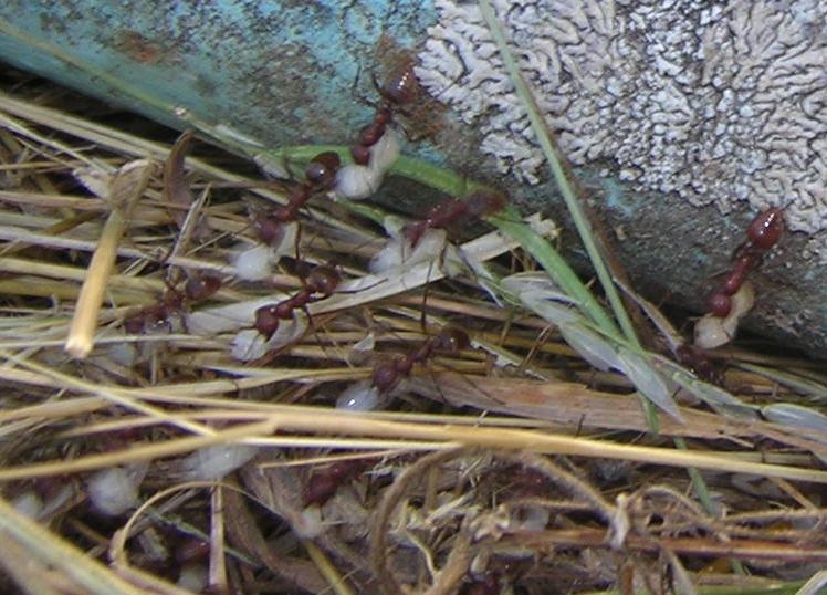Incursi�n de Polyergus