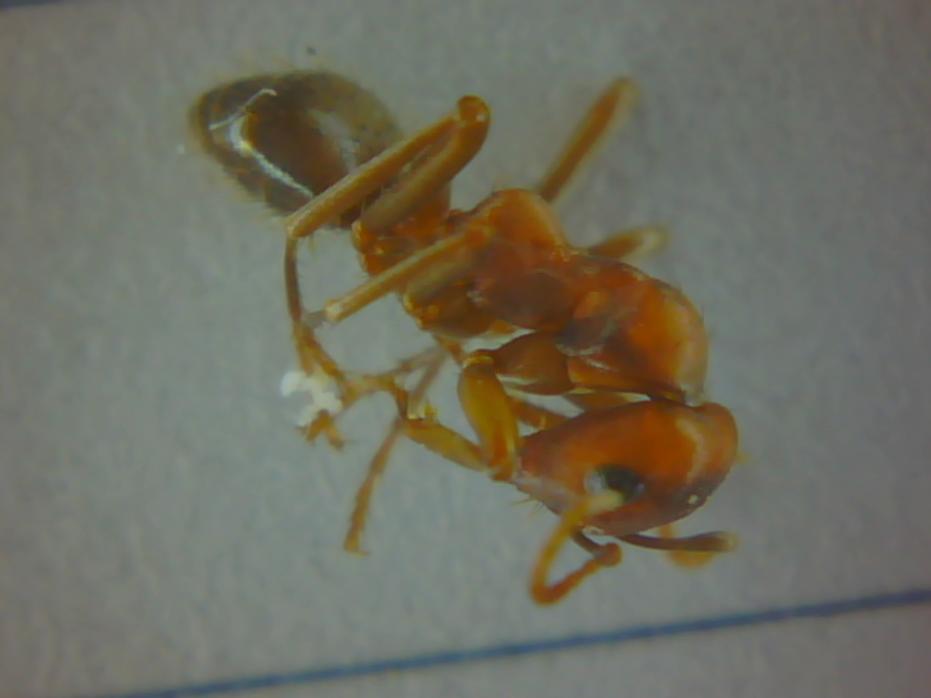 Polye0