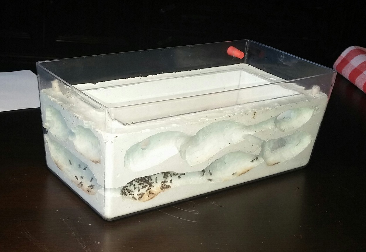 Hormiguero proformica1