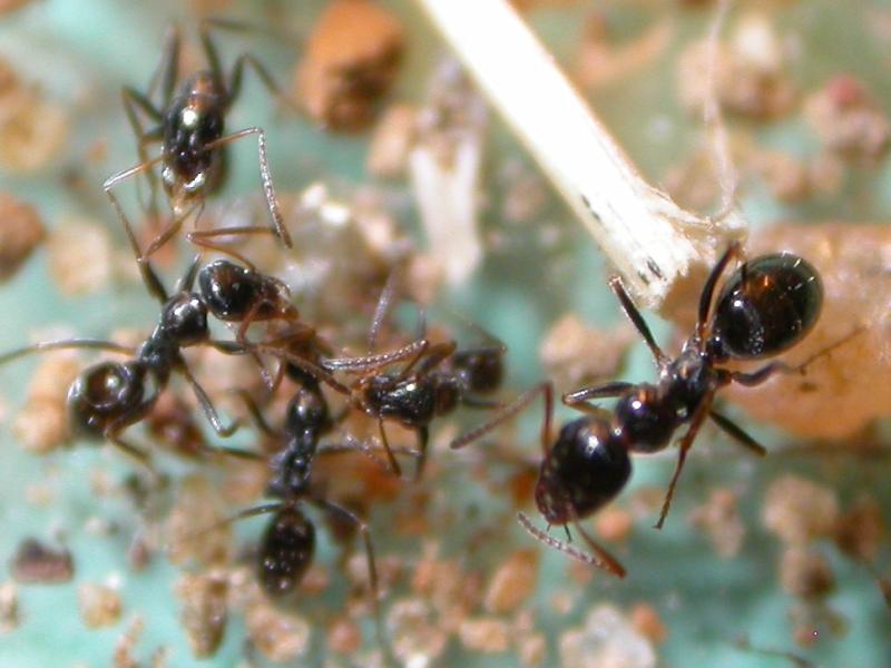 proformica