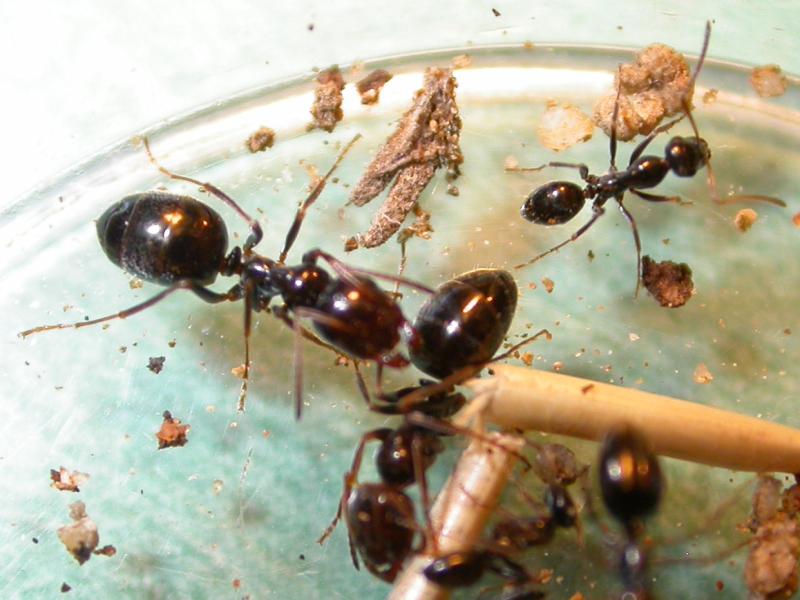 proformica
