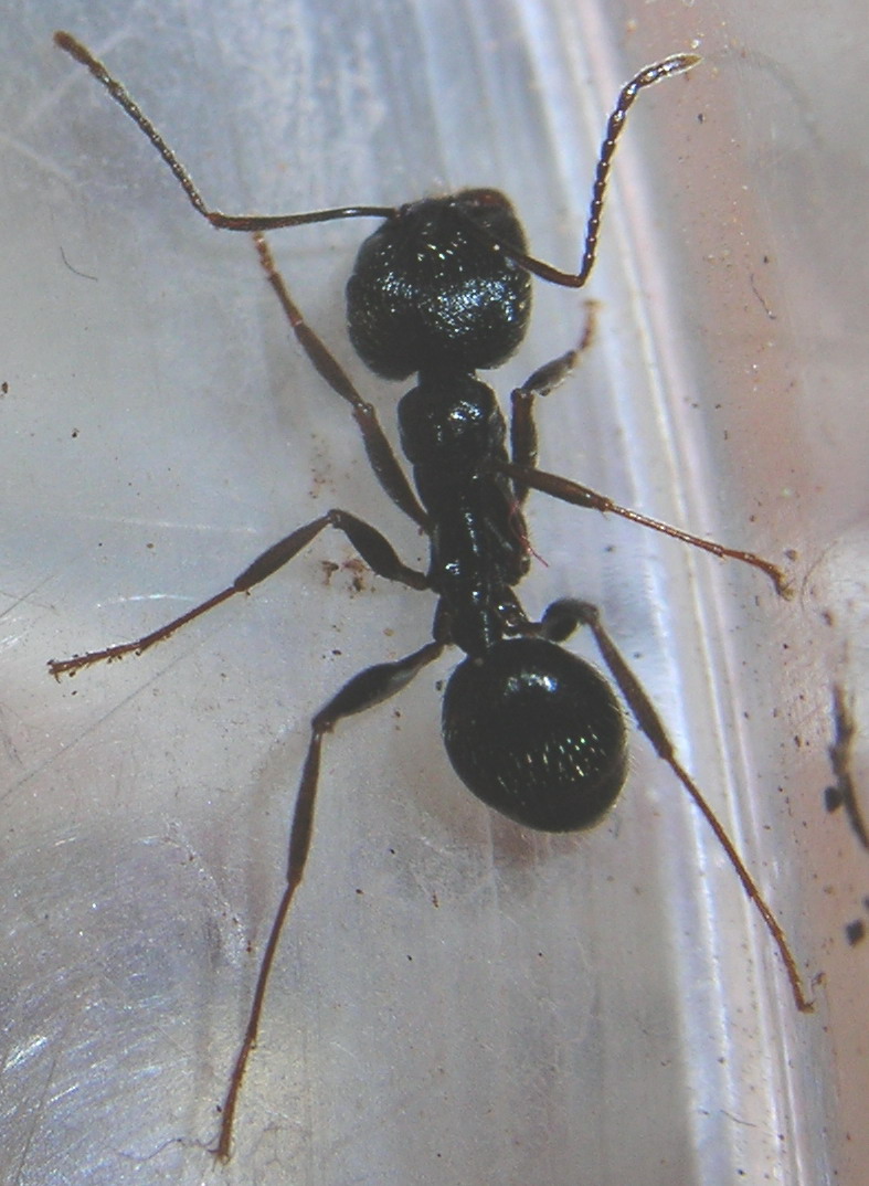 aphaenogaster striativentris
