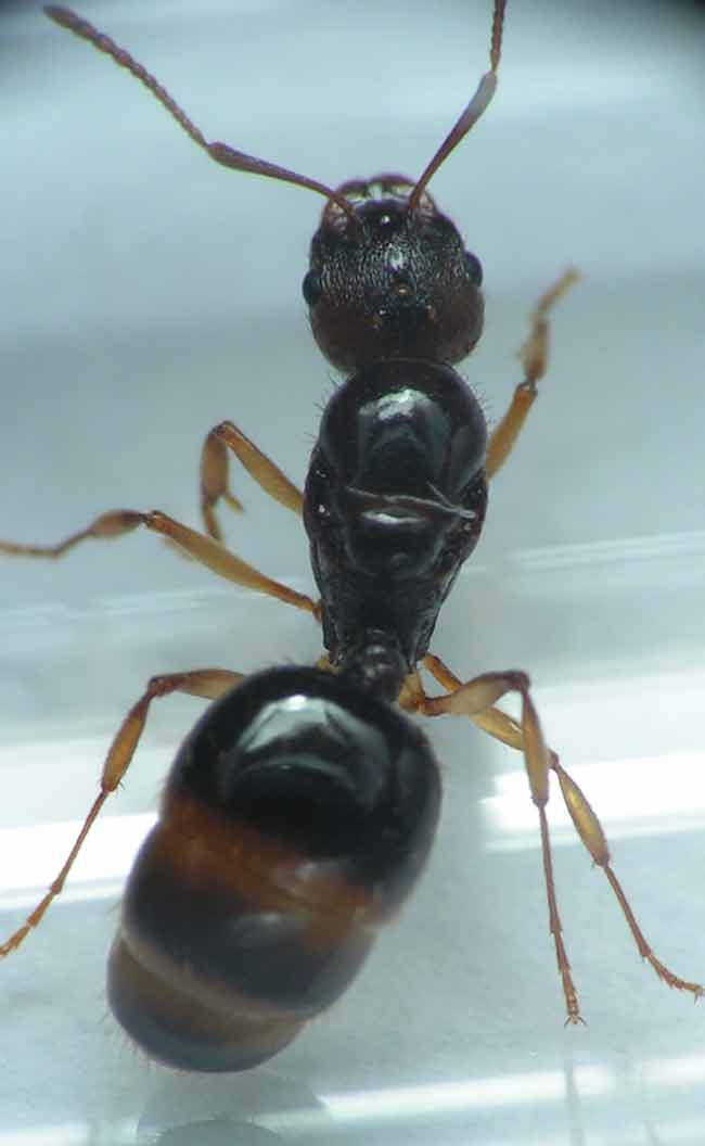 Apahaenogaster subterranea queen
