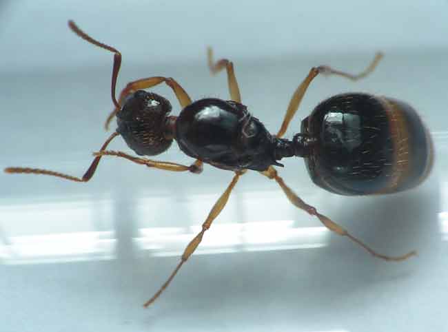 Apahaenogaster subterranea queen