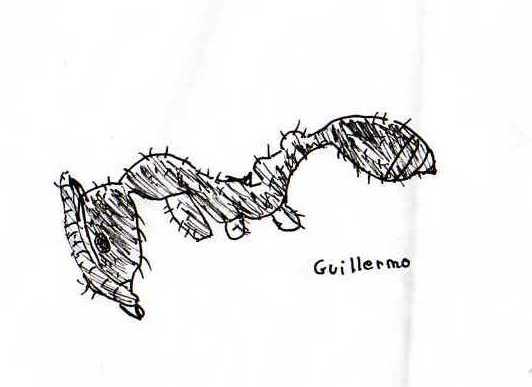 dibujo aphaenogaster subterranea