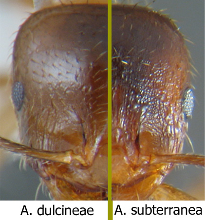SUBDULJPG
