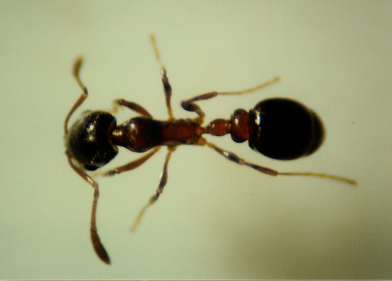 Cardiocondyla elegans