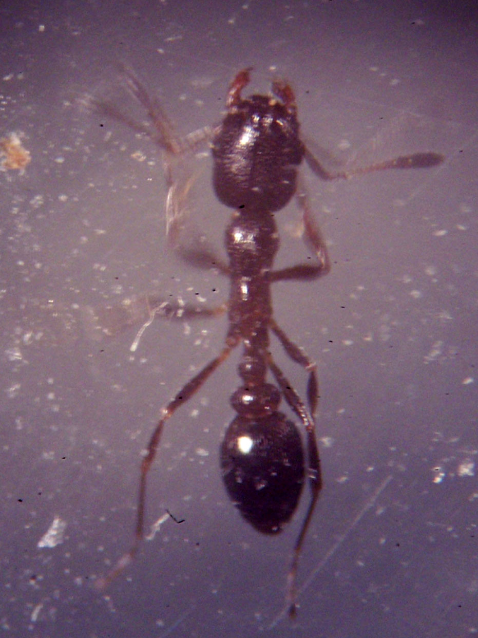 cardiocondyla elegans