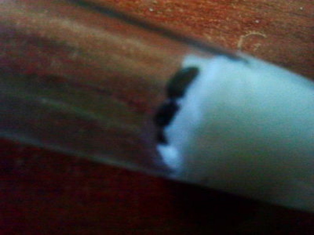 crematogaster?