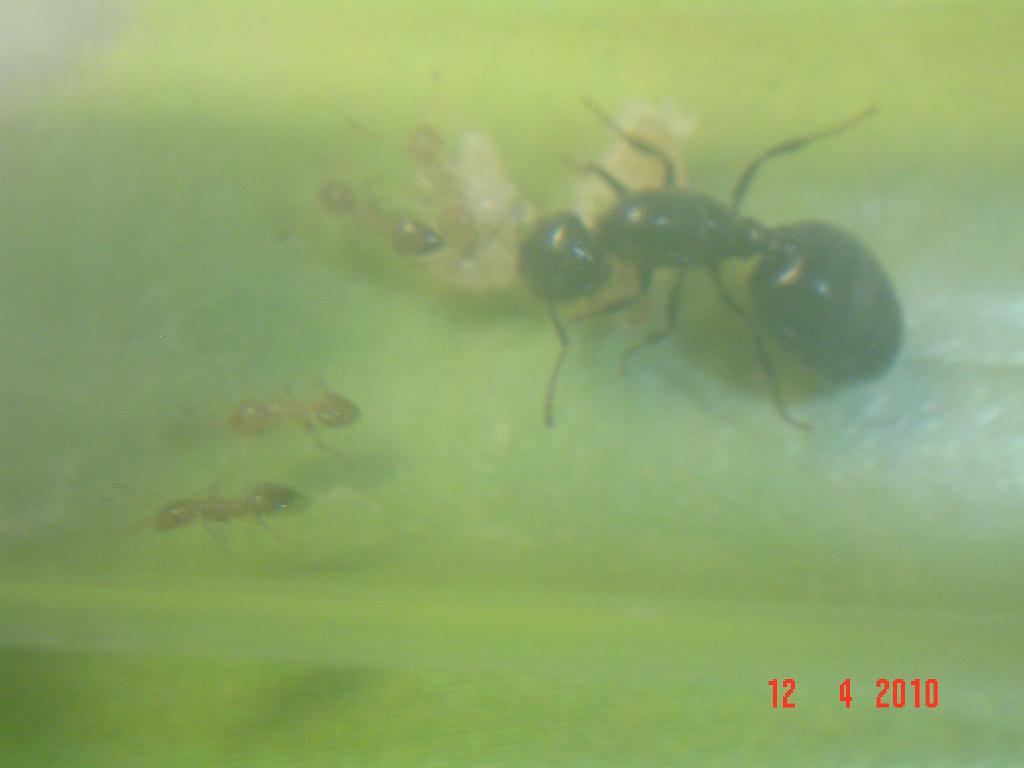 CrematogasterAuberti??