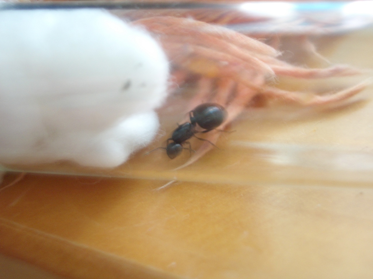 CrematogasterAuberti??2