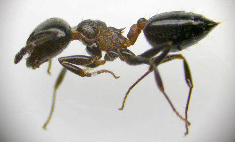 crematogaster