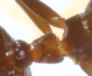 peciolo