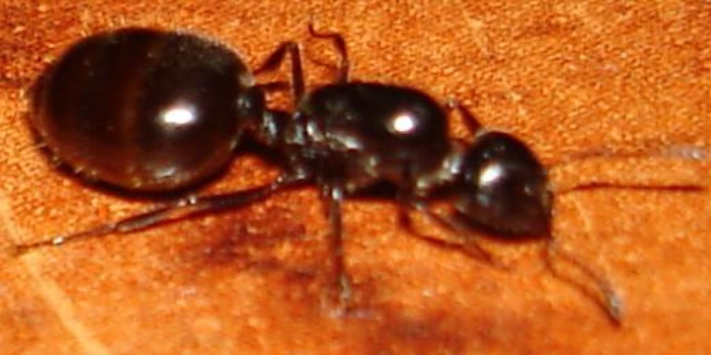 crematogaster2?