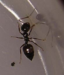 crematogaster