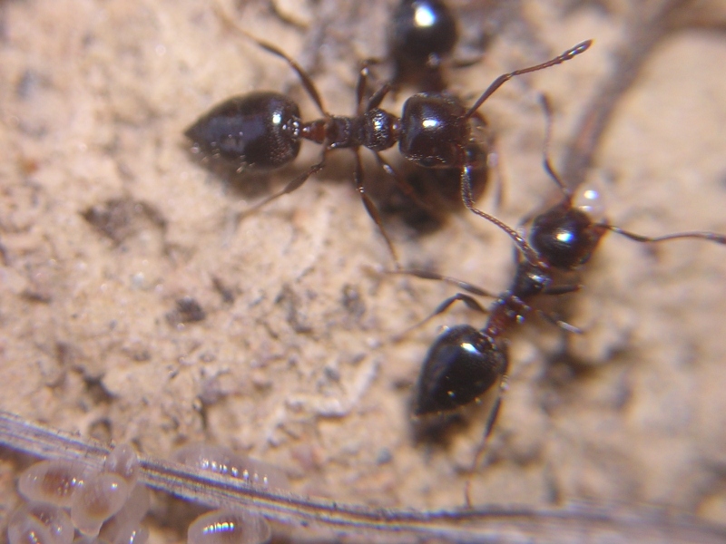 Crematogaster auberti. Kedada Murcia 2005.