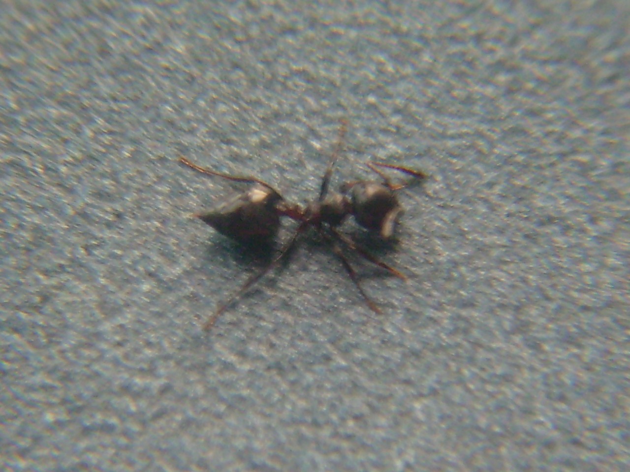 Crematogaster??