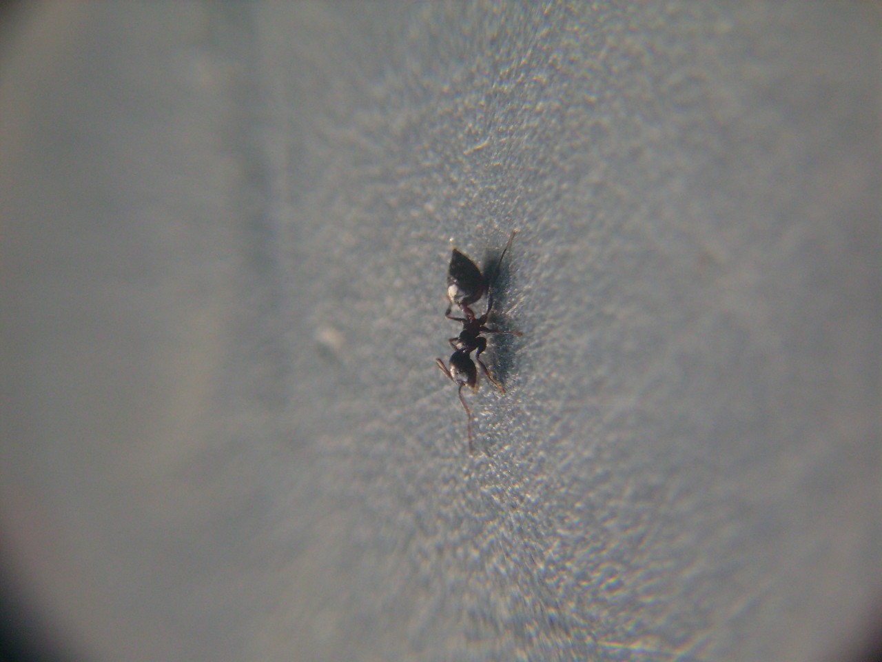 crematogaster???