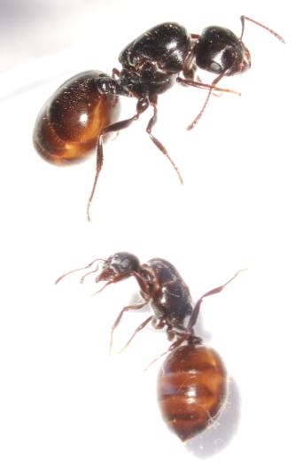 Crematogaster