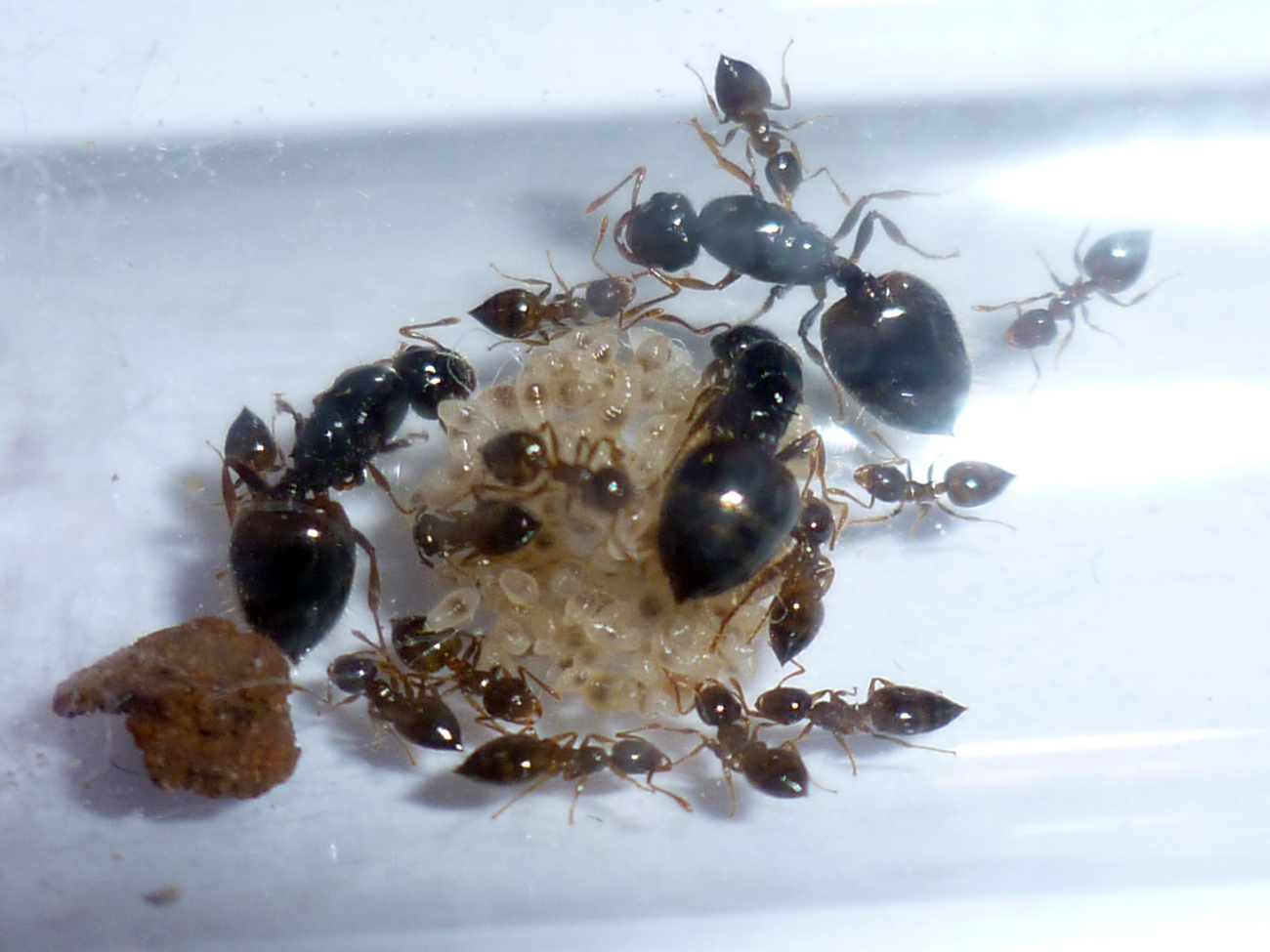 Colonia poliginica de Crematogaster sordidula