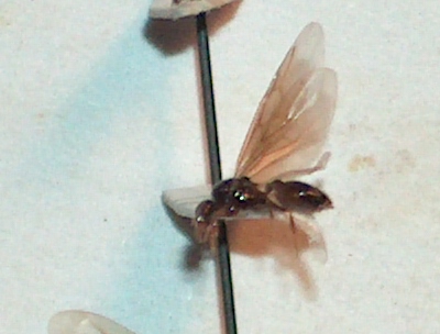 reina C sordidula