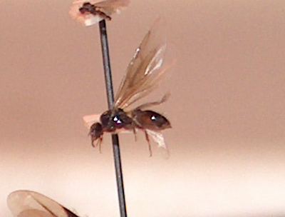 reina y macho C. sordidula