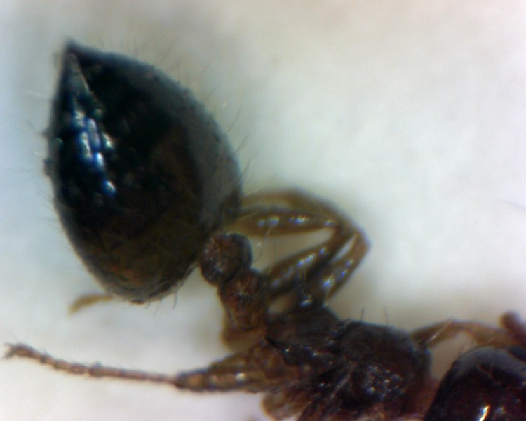 crematogaster sp.2