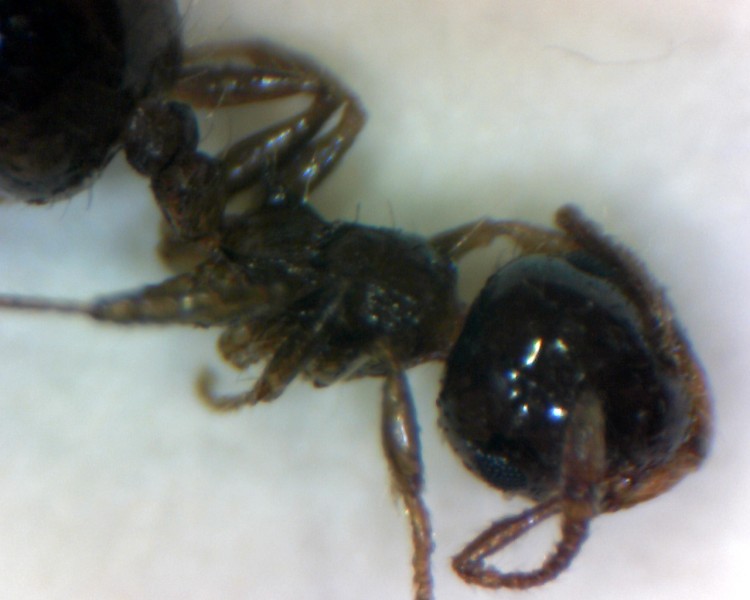 crematogaster sp.3