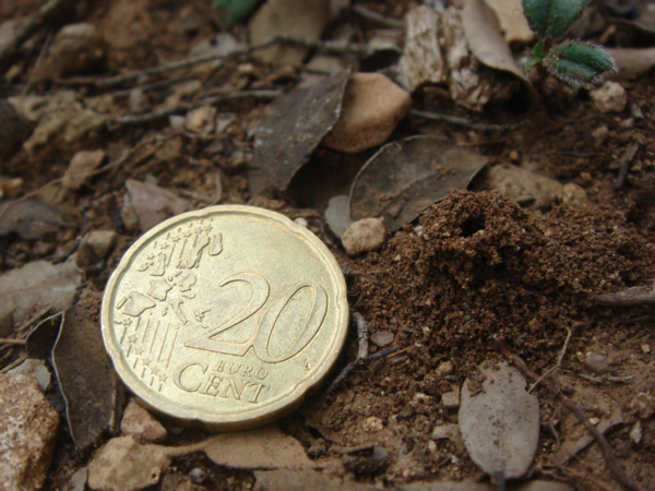 T�pico nido de Crematogaster sordidula despu�s de la lluvia