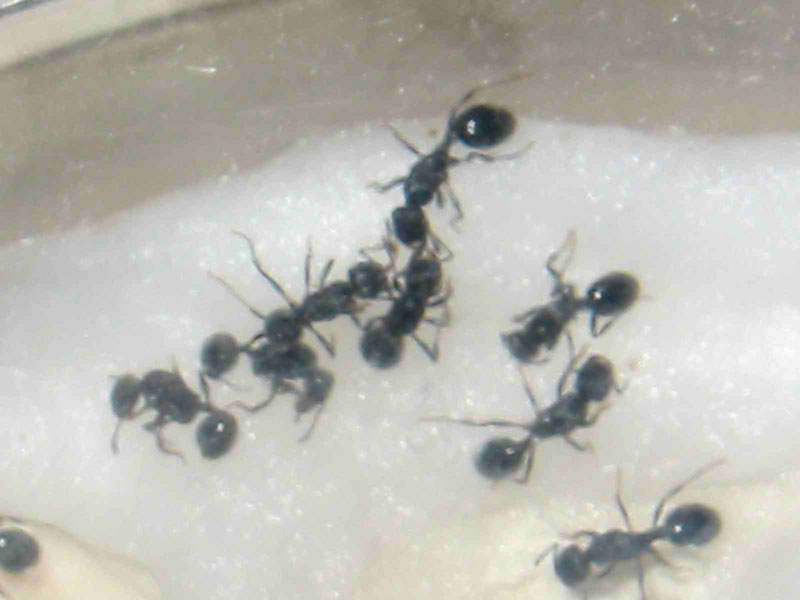 rectificacion estas reinas son otra especie en breve la movere de lugar
