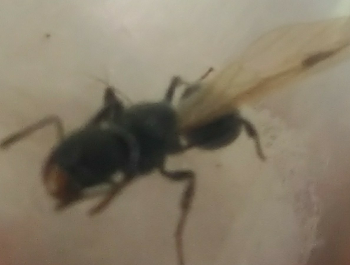 Goniomma 2