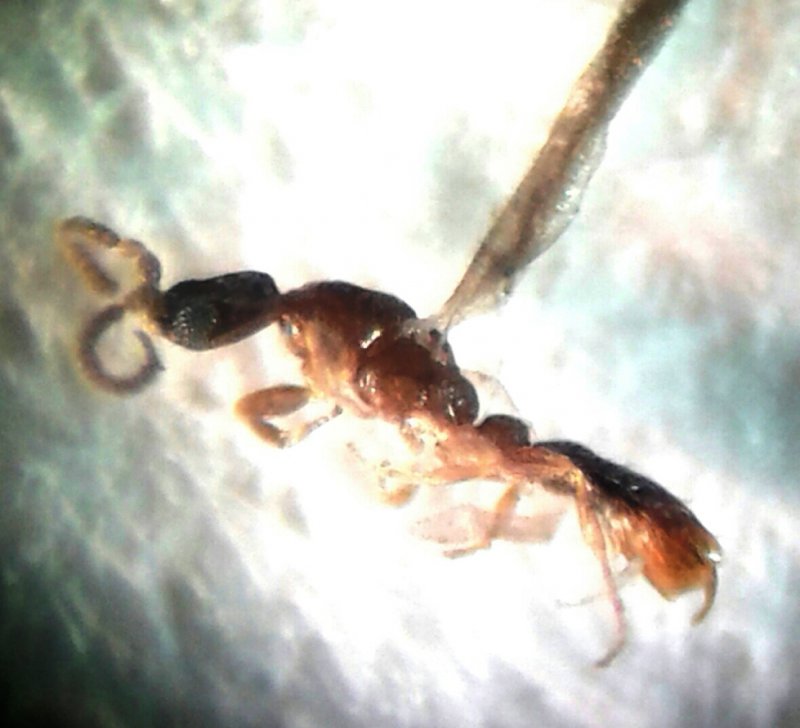 Leptanilla sp macho Pulp� (1)