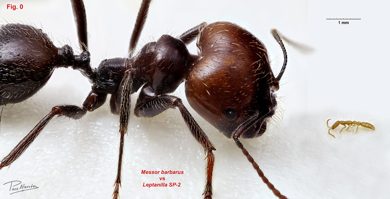 Leptanilla SP-2 vs Messor barbarus
