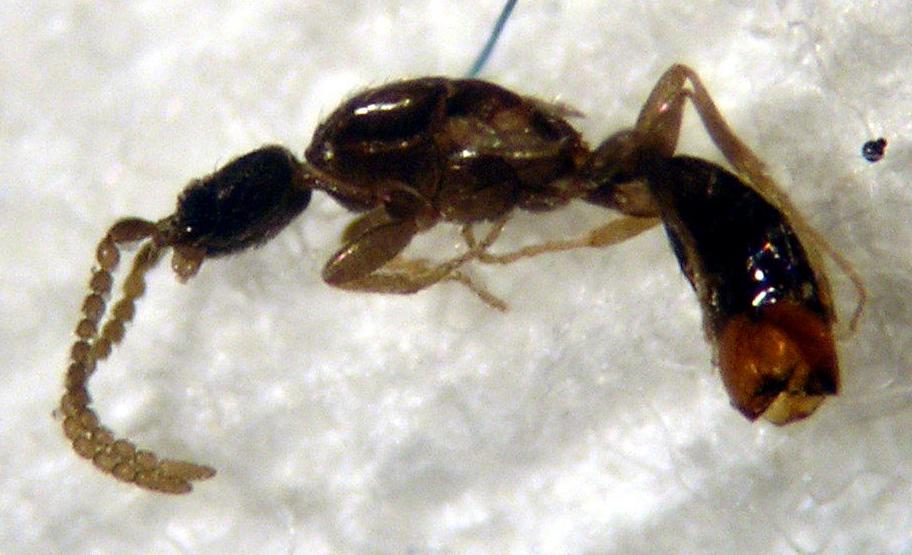 Macho de Leptanilla sp.