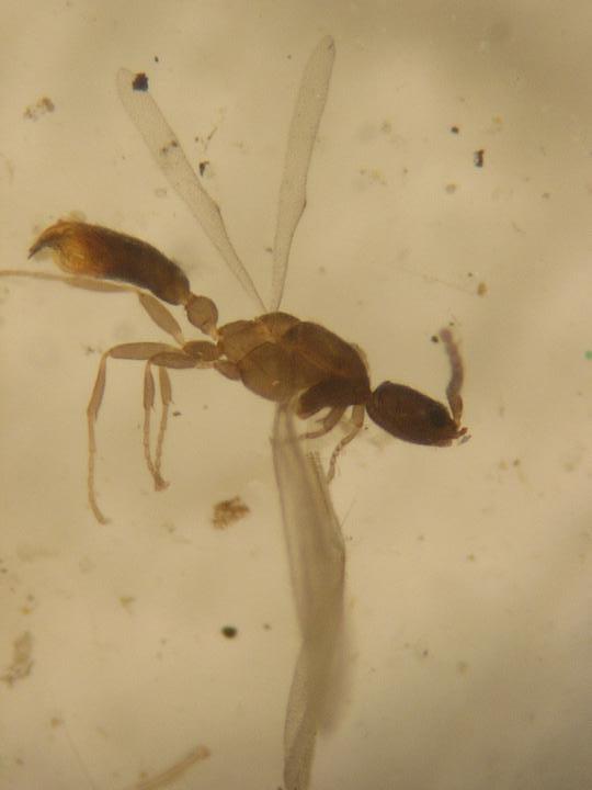 Macho de Leptanilla sp.