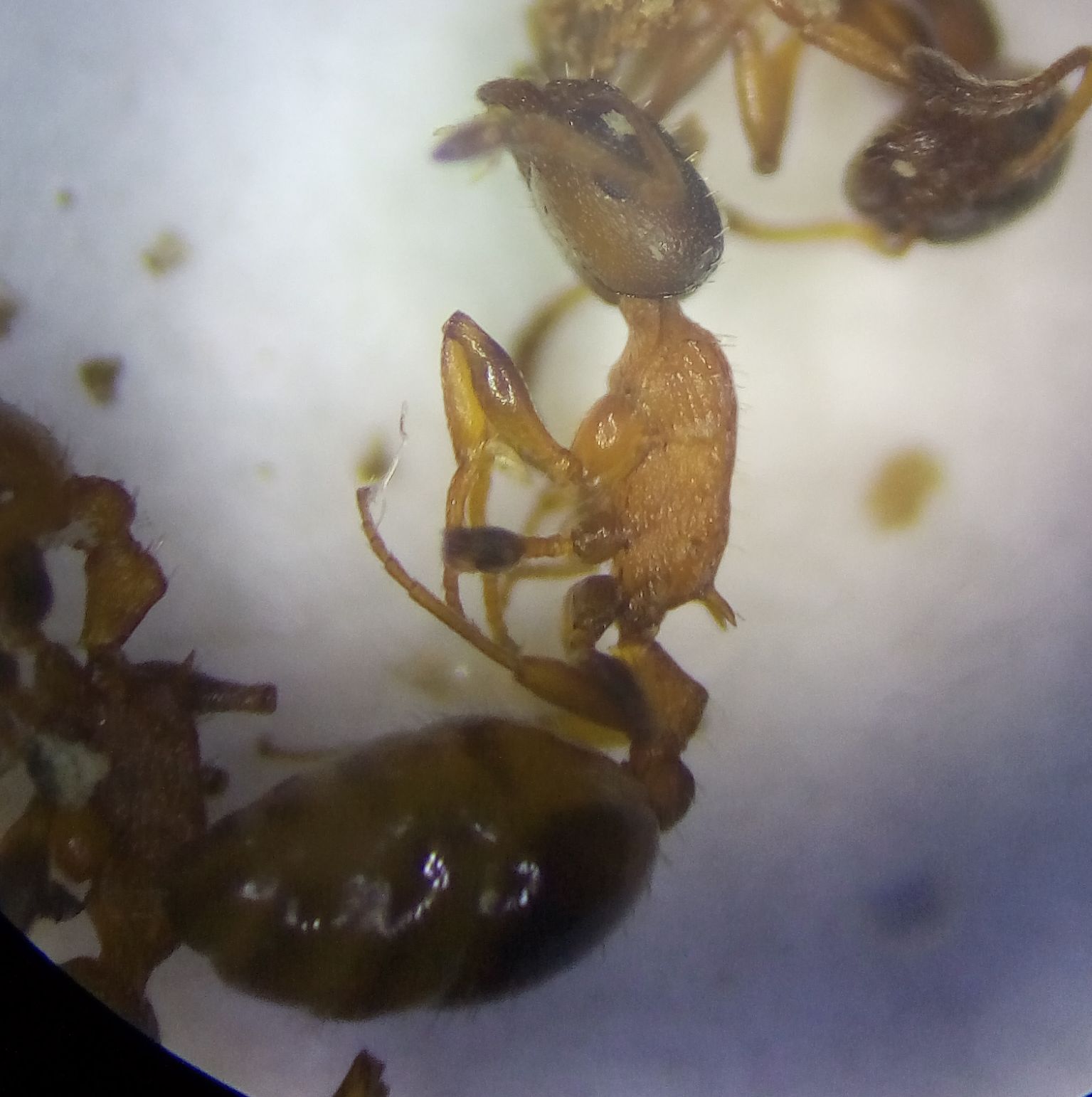 T.affinis1