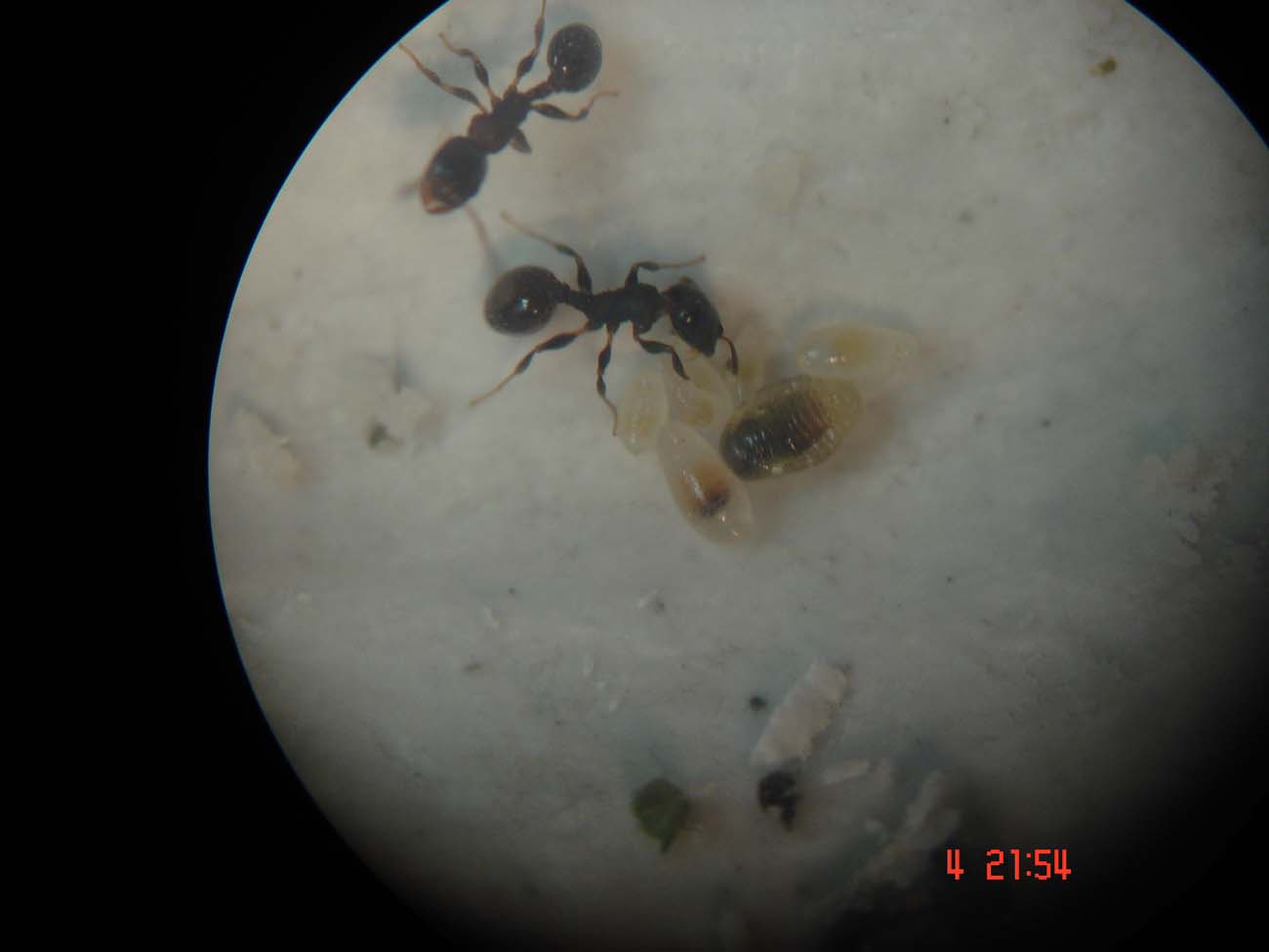 Temnothorax