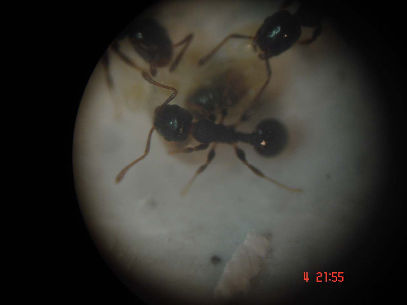 Temnothorax