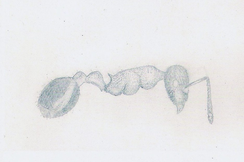 obrera T.grouvellei