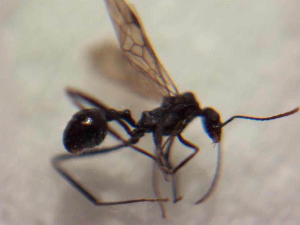 Aphaenogaster sp macho de la Sierra de Carrascoy (Murcia)